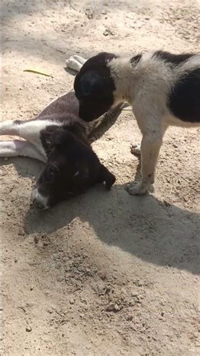 When Your Dog Forgets How to Dog