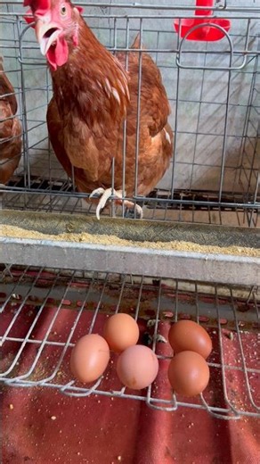 Ternak Ayam Petelur Rumahan yang Menguntungkan! 💰🐔