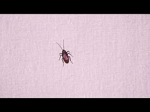 CAT GAMES - COCKROACH HUNTING & CATCHING! ENTERTAINING VIDEO FOR CATS