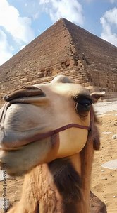 A camel is smiling at the camera in front of the Great Pyramid of Giza. The scene is a playful and lighthearted moment, as the camel appears to be posing for the camera with a big grin