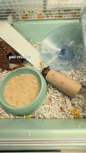 Understanding Dwarf Hamsters: Care and Characteristics