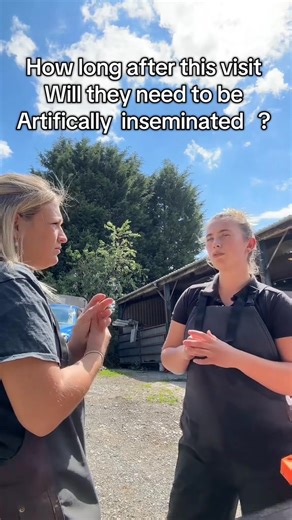 Part 2 syncing the heifers a massive thank you to LLM Farm vets and the lovely Mikayla !!. Part 5 | HarrietCowanx