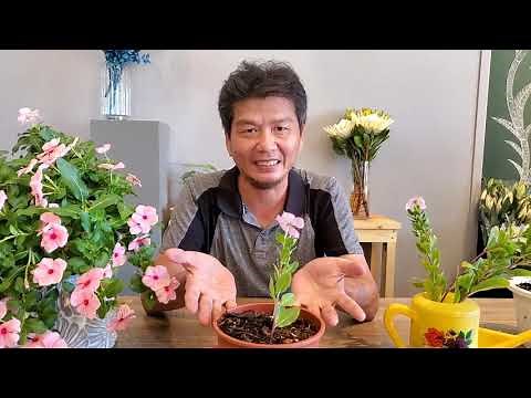 長春花（日日春）三種繁殖方式