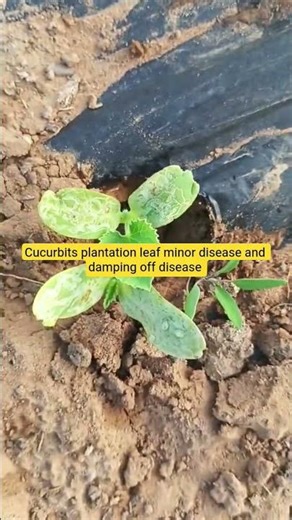 cucurbits plantation and disease