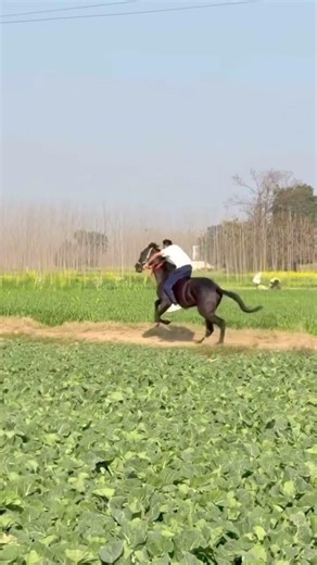 Spata race marwari horse🐎