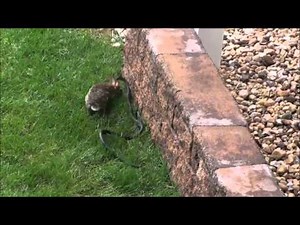 Mama Rabbit Vs Snake Slow Motion