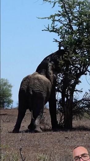 Snap Crackle and Pop #elephant #wildlife