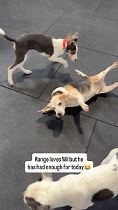 Range is always the sweetest dog around but sometimes he is slightly pissed off | K9 Academy