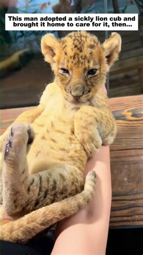 This man adopted a sickly lion cub and brought it home to care for it.