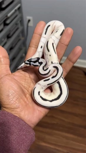 RedlineShipping.com on Instagram: "Holy Smokes! 🤯 This Super OD Desert Ghost VPI Axanthic Pied Ball Python from @ozzyboids is a dream come true! #BetterOffRed"