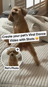 Turn your pet's photo into a viral dance video! 🕺🏻💃 | AI Photo Generator