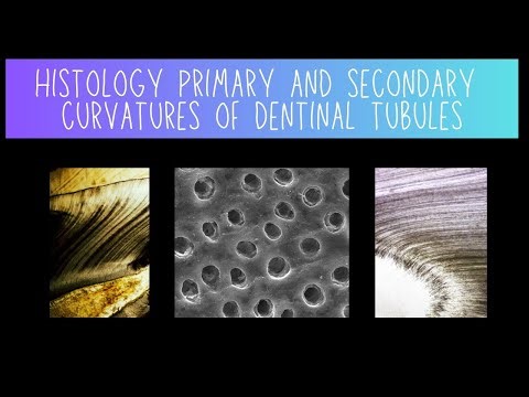 Histology of Primary and Secondary Dentinal Tubule Curvatures - Dentistry