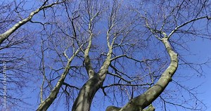 sycamore tree branches in the spring season, sycamore branches without foliage in sunny weather