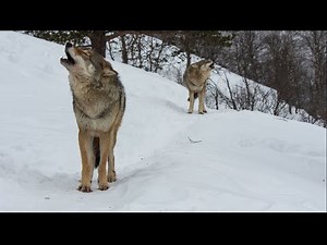 Meeting the Wolves