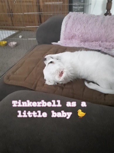 baby Tinkerbell #puppy #doglove #doglife #chihuahualove