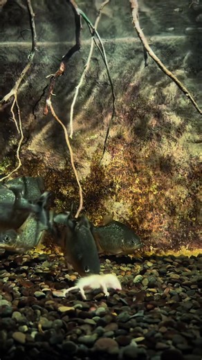 baru berasa piara piranha ☠️