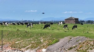 Cattle Farming in the UK