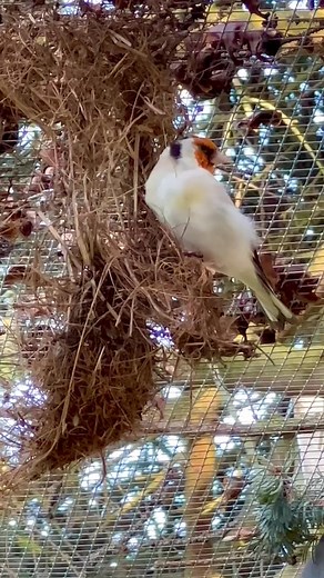 Goldfinch shelters #birds #goldfinches #wildlife #bird #nature #newjersey #goldfinch #hafidbirds #hafid #birdsreels #birdreel | Bird Reels