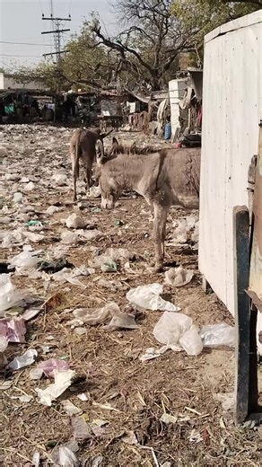 Real meeting of donkeys happy mode at city town.