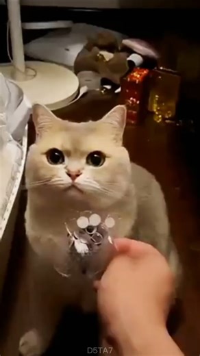 Owner Scared Cat with Fake Eyes!😱👀😍.#shorts​