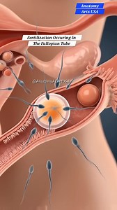 3K views · 13 reactions | Fertilization Occuring In The Fallopian Tube ｜ Gut #doctor #documentaryphotography #DoctorWho # reel # shorts #DoctorWh#doctor | SMART Doctor | Facebook