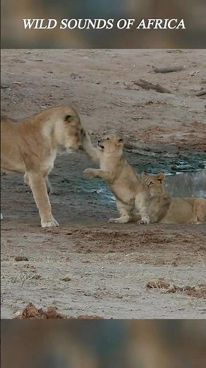 Playful Baby Lion Sound – Meow Moan – Africa Wild Animal Sound #cute #shorts