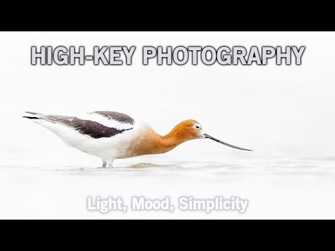 High-Key Photography Explained (Wiildlife and Beyond)
