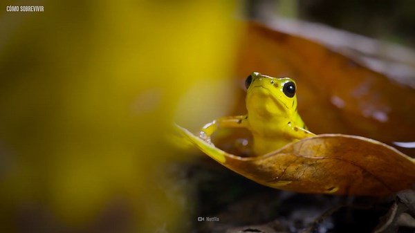 Cómo sobrevivir al contacto con una rana dardo venenosa