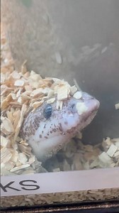 Are sand boas just very polite land sharks? 🤔