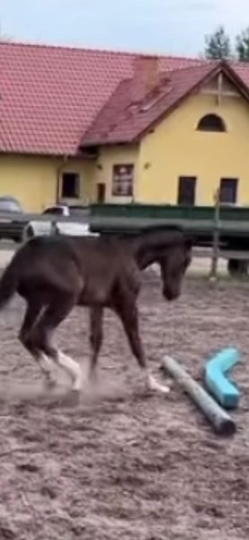 Aleksa_acz na TikTok