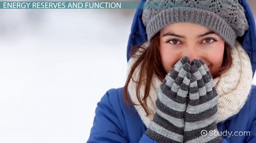 Triacylglycerol Definition, Structure & Function