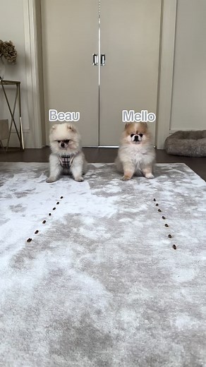 Mello and Beau Hilarious Video Compilation