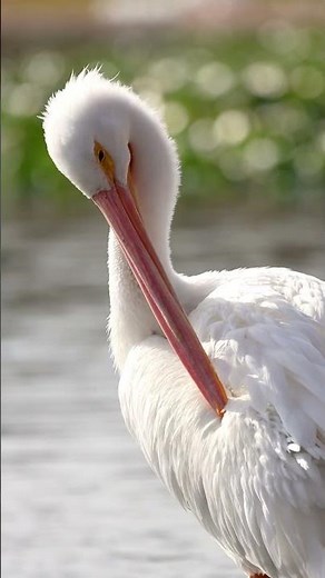 Florida’s Original Snowbirds
