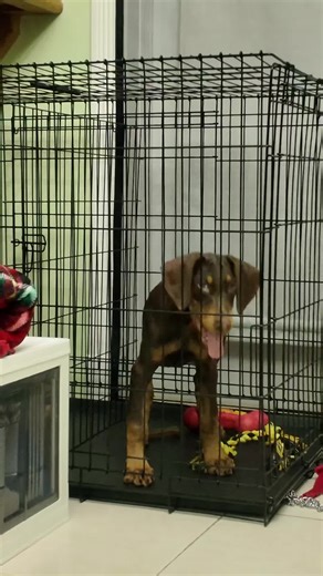 Doberman Wins Best in Show at Westminster Kennel Club
