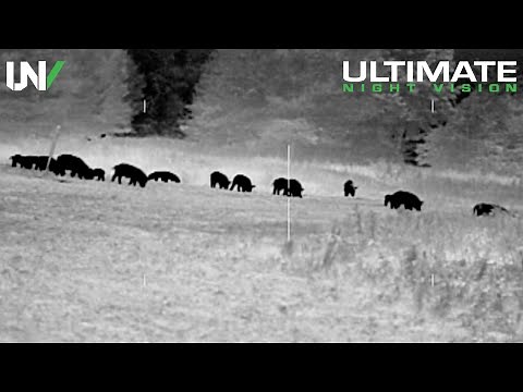 Thermal Hog and Predator Hunting | 50 Hogs and 9 Coyotes Down