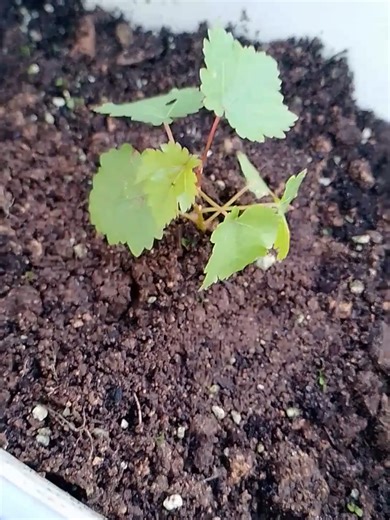 Successful Grapes Plant Transplanting Techniques