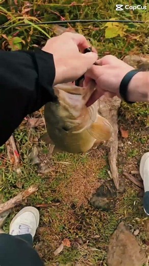 #bassfishing #fishing