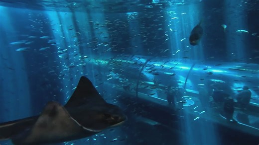 Bat ray POV: | Oregon Coast Aquarium