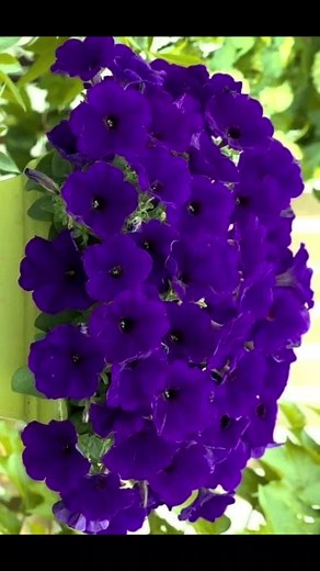 Beautiful Flower Varieties: Colors and Shapes Explored