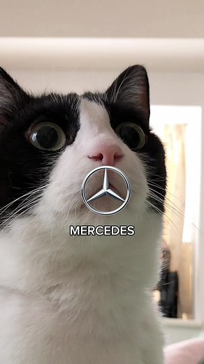 This furrfectly explains why my cat is a car. #cat #funny #tiktok