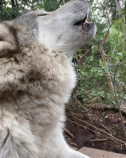 Majestic Gray Wolf Howling | Predator of the Heart