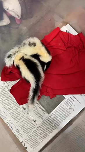 64 reactions | Sound up! Skunk temper tantrum 令 #wildlife #wildliferescuer #wild #wildanimals #wildliferehab #nonprofit #woodhavenwildlife #fyp #fy #skunks | Skunk VD | Facebook