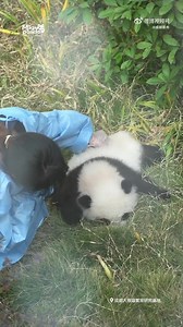 How cute the panda cubs are? It's so furry that people always want to touch it. #panda #Chengdu | Chengdu Plus