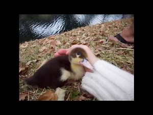 Adopted: McIntosh The Muscovy Drake (Coolest duck in the world)