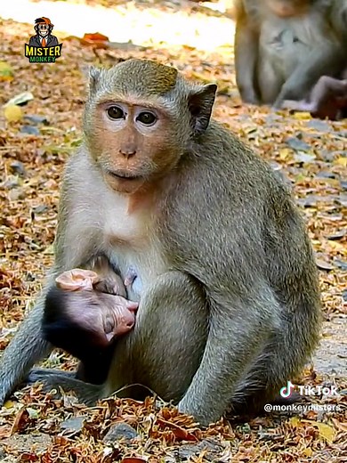 Abusive Mother Monkey Mistreats Baby in Disturbing Video