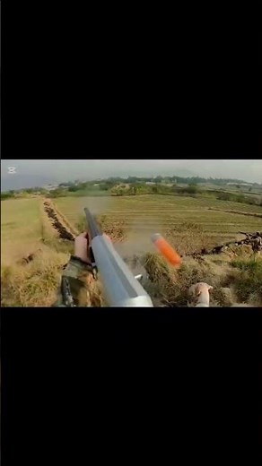 Partridge hunting #viral