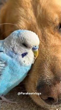 Sleepy Golden Retriever Meets a Tiny Blue Parakeet ✨ #GoldenRetriever #Budgie #Parakeet #PetASMR