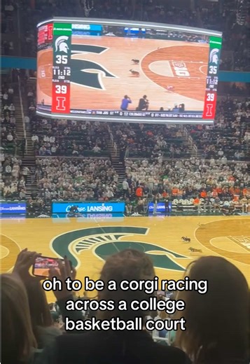 Corgis on the Basketball Court: A Heartwarming Sight