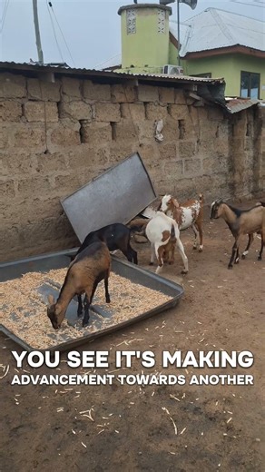 struggling to identify heat signs in your goat? This video is for you #animalfarming #goatheatsigns
