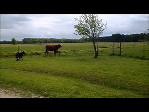 Petsafe wireless fence review